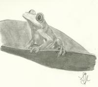 Pencil - Jungle Frog - Pencil
